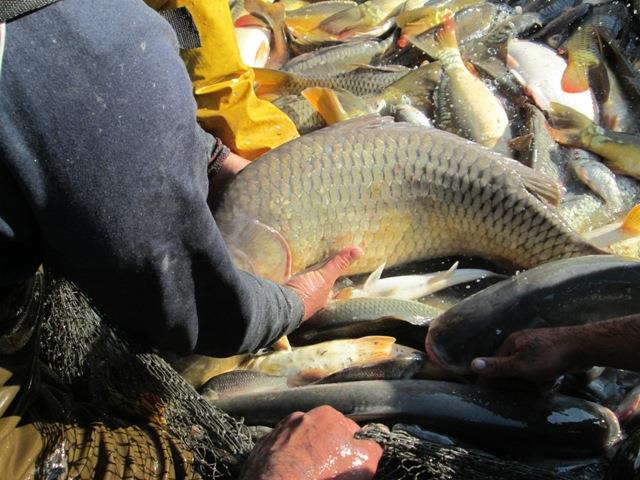 Navod Noiembrie 2013 - Crapi ramasi - peste-sulimanu-3.JPG